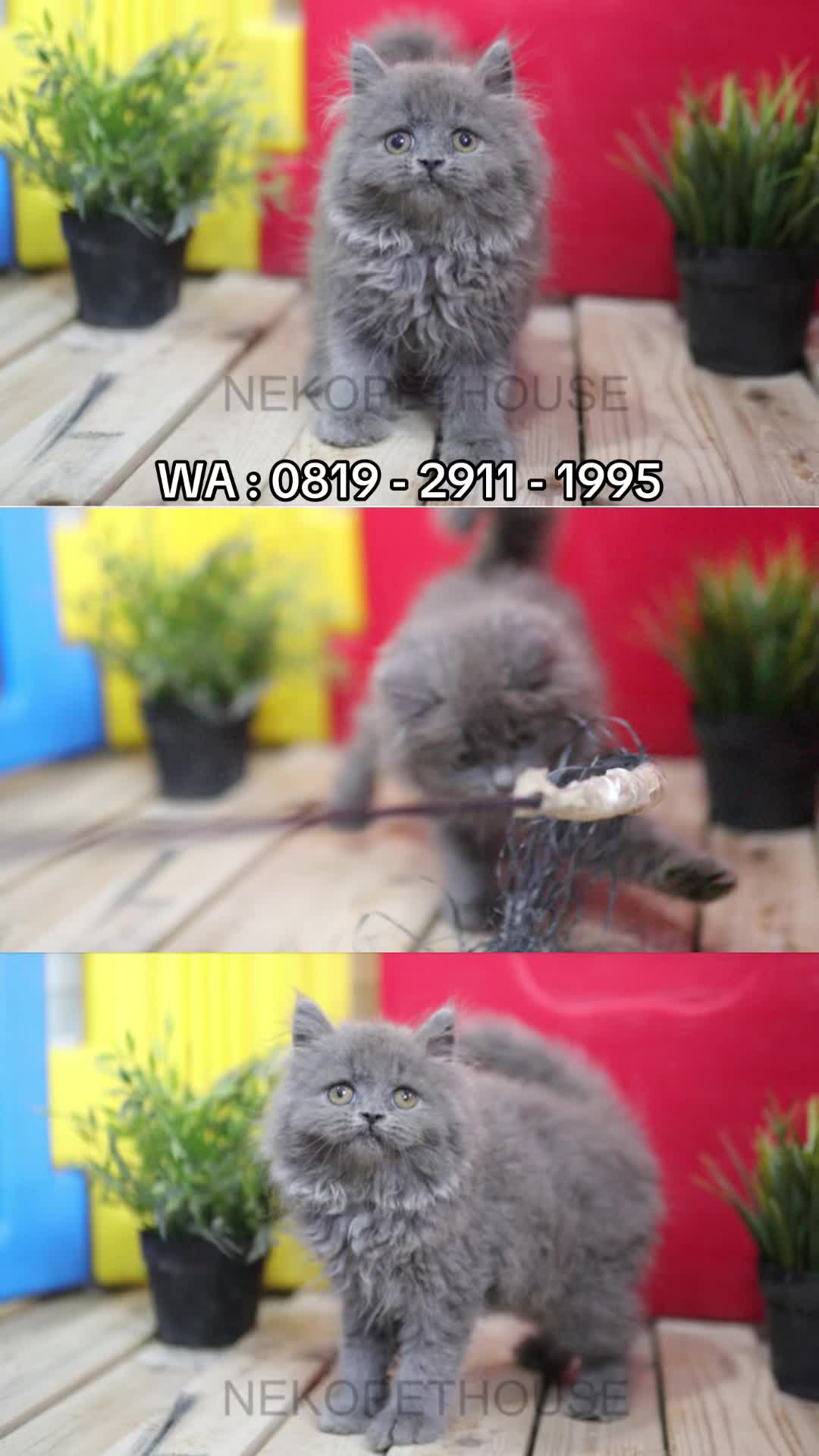 @Nekopethouse - Adopsi Kucing