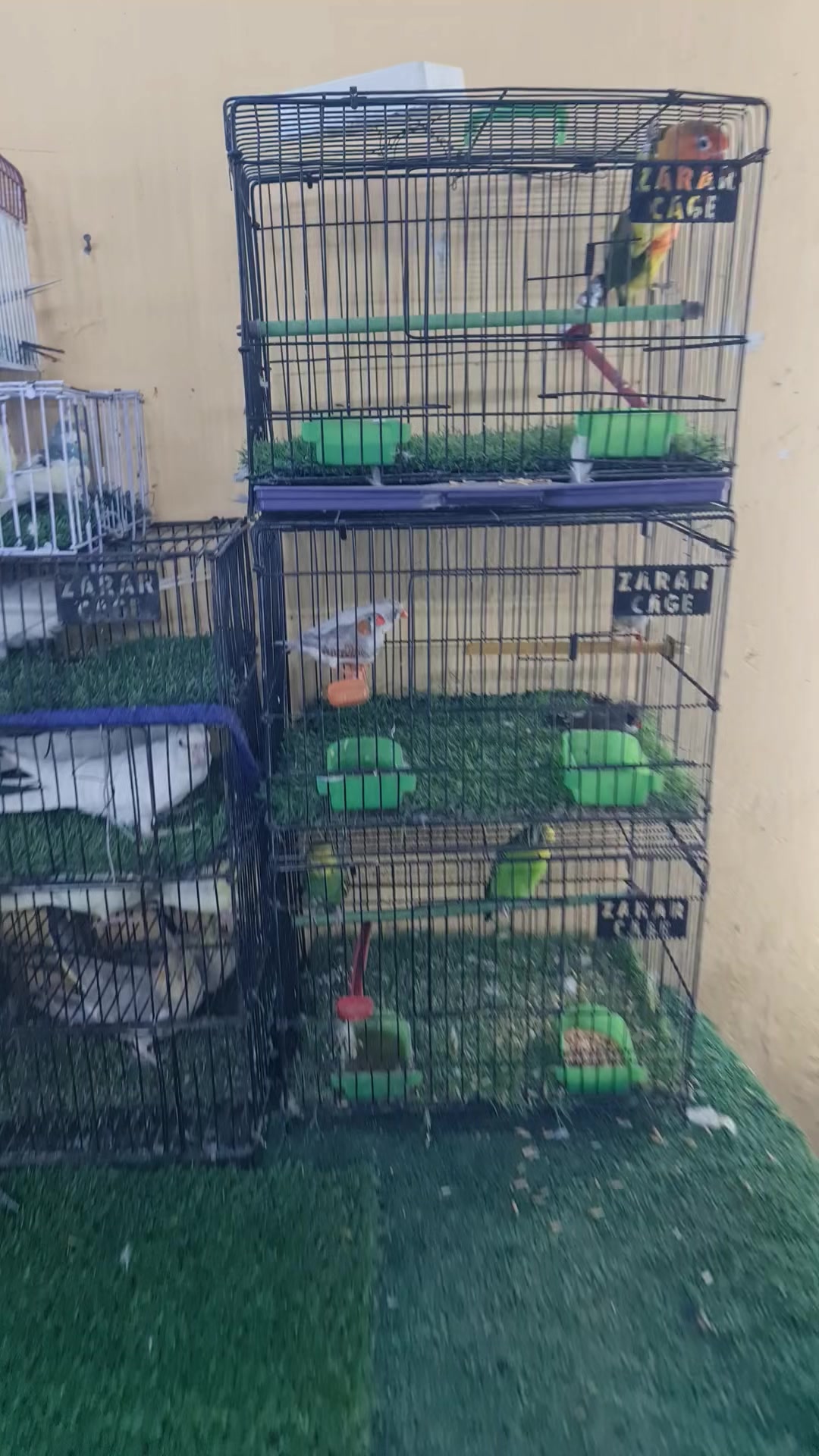 @ROYAL BIRD US