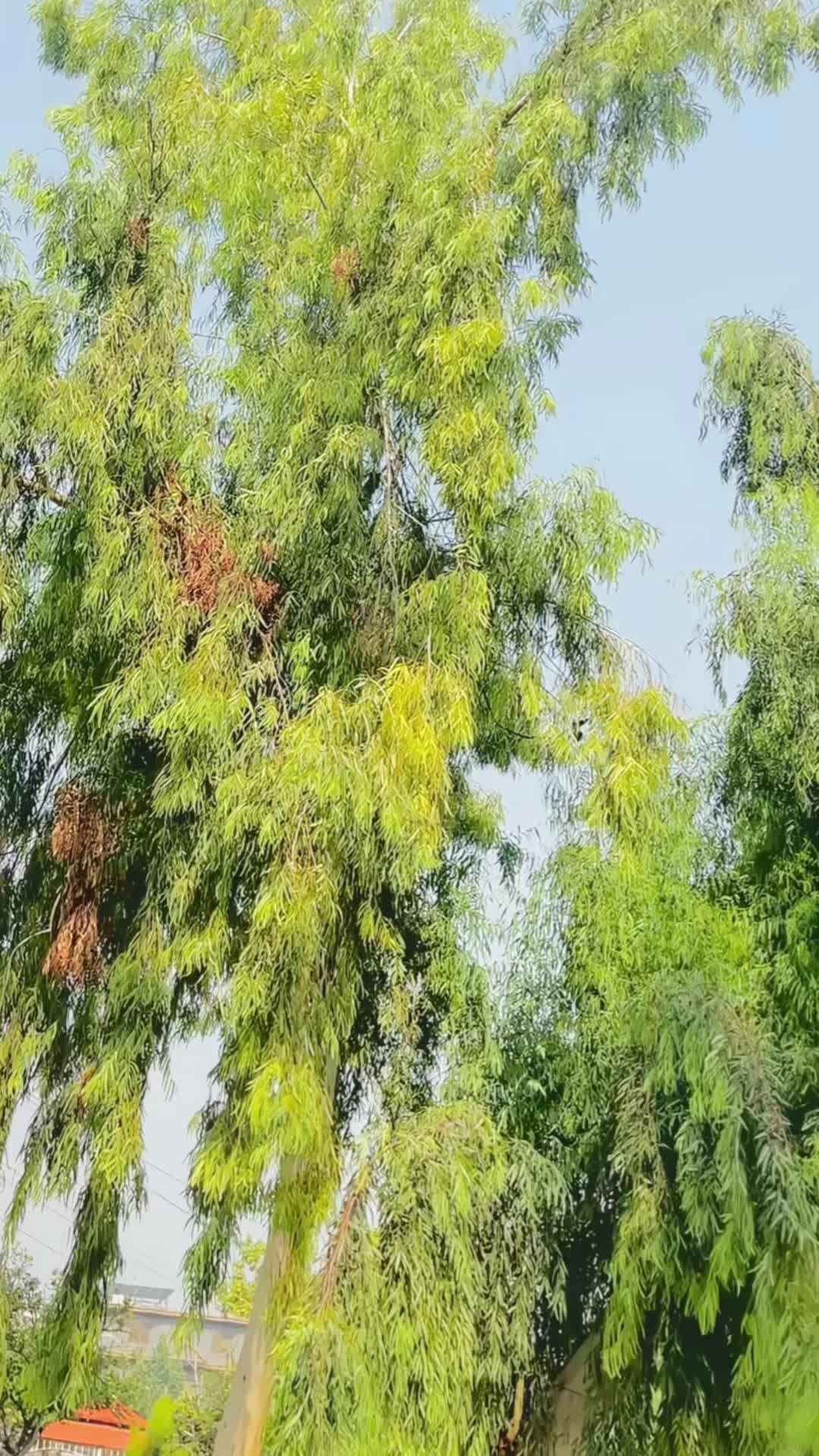 @⸙ℝ𝕖𝕙𝕞𝕒𝕥 𝕕𝕠𝕨𝕒𝕕𝕫𝕒𝕚♛