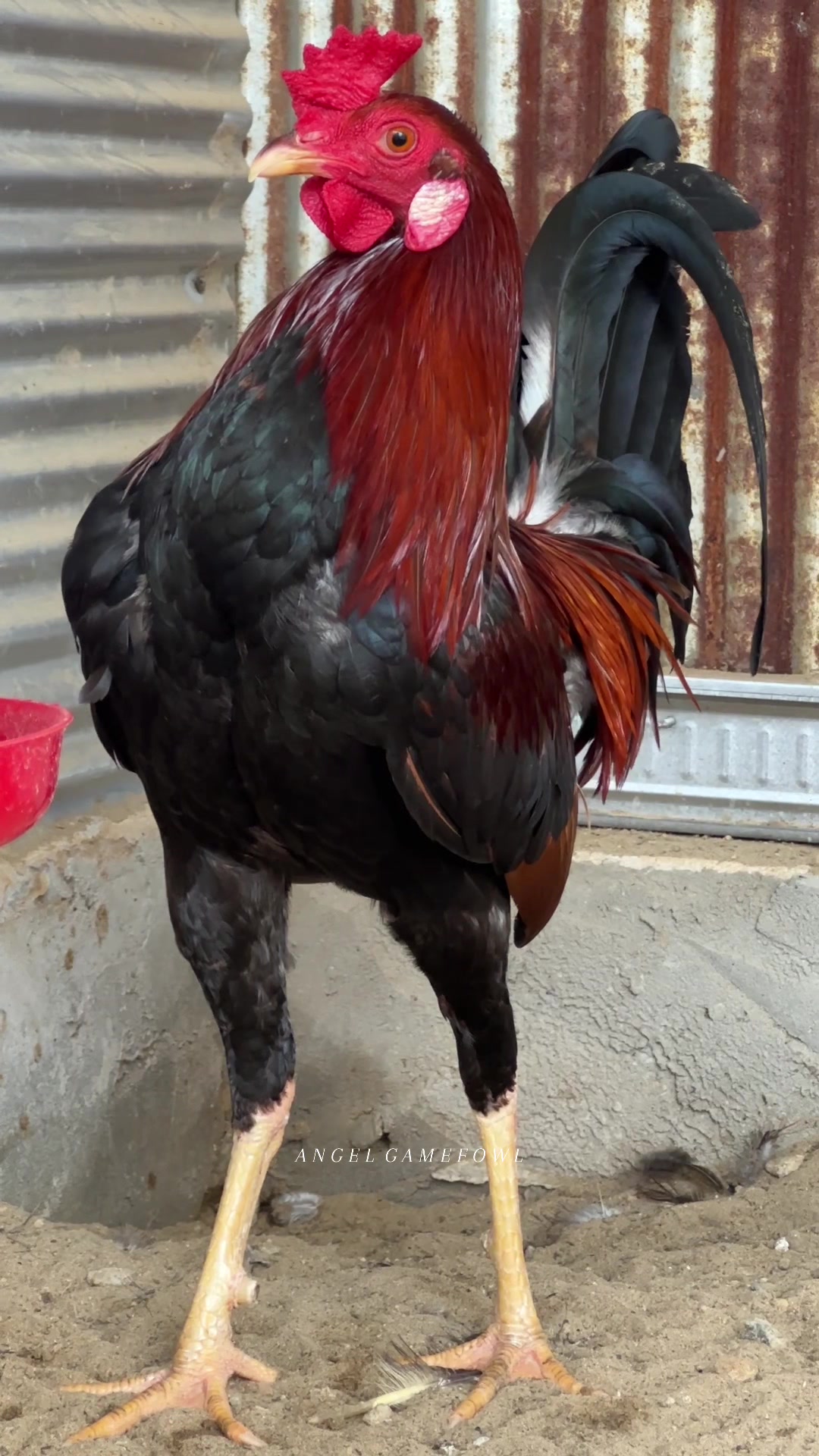@angelsgamefowl88