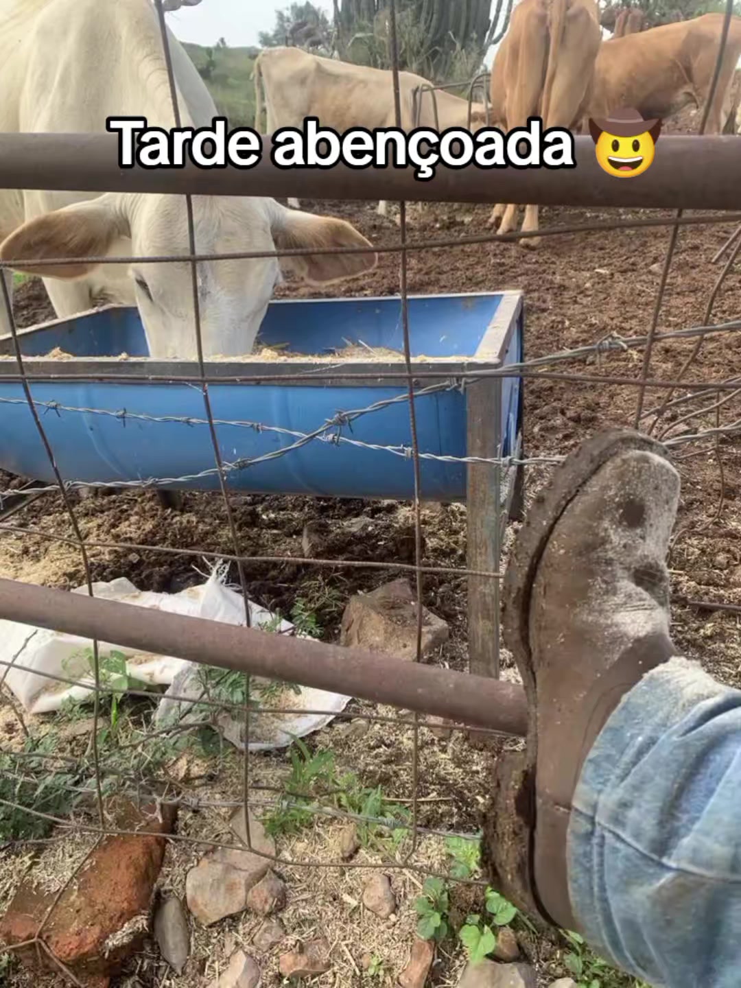 @Raiz da Roça Oficial