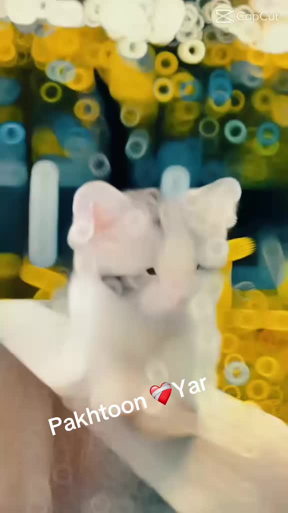 @PakhtoonYar5566