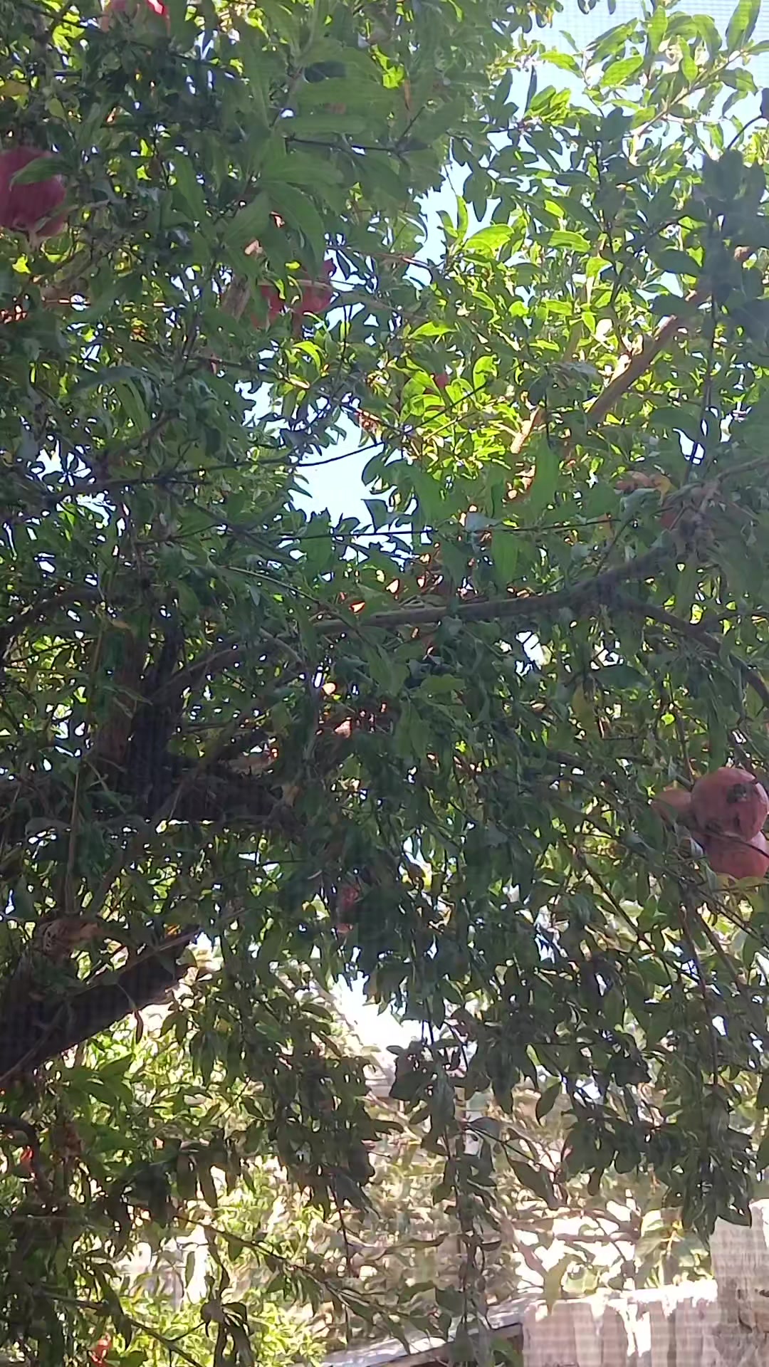 @GÜLÜ