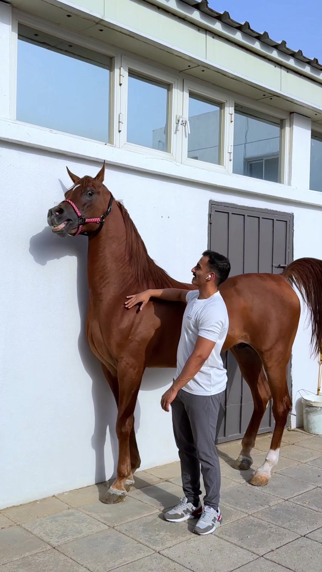 @ثـامر الشـلاش 🐎🤎.