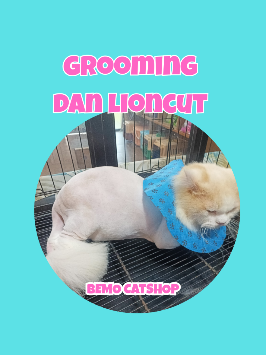 @Bemo Catshop