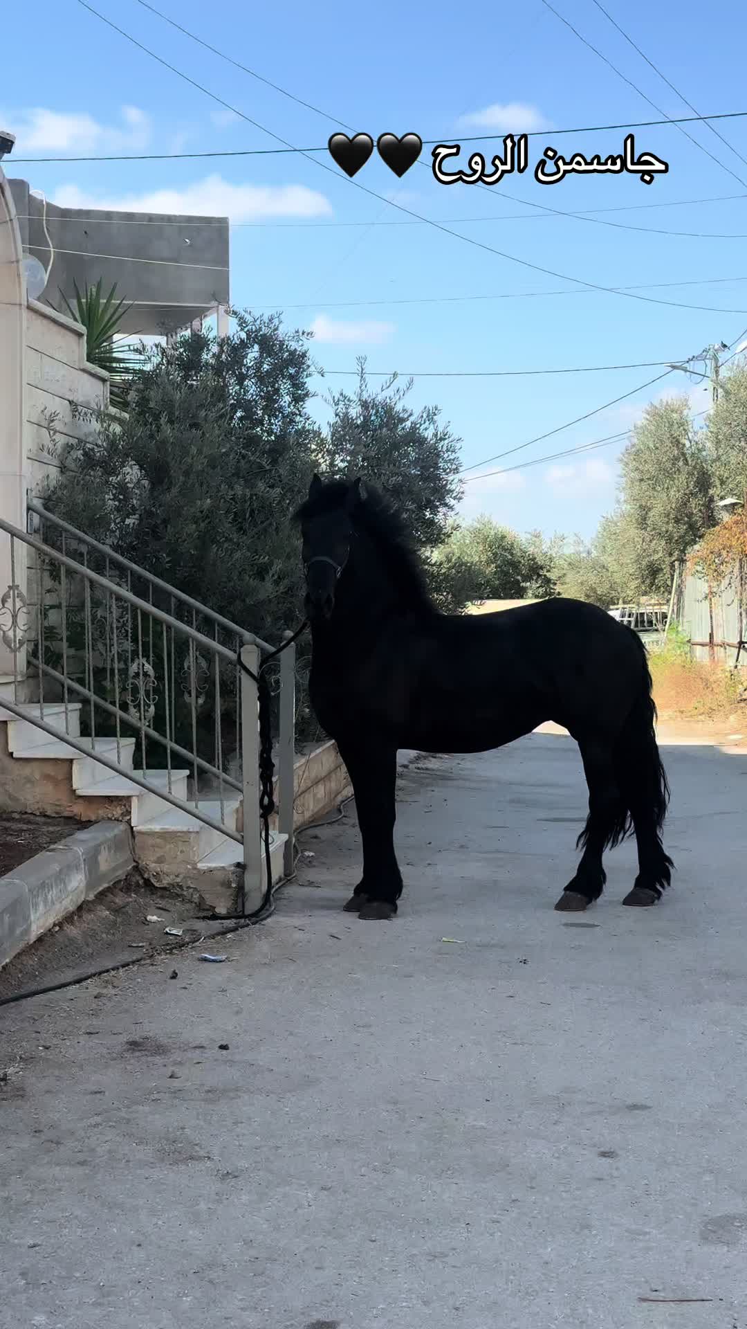 @المحاسب ياسر ابو بكر