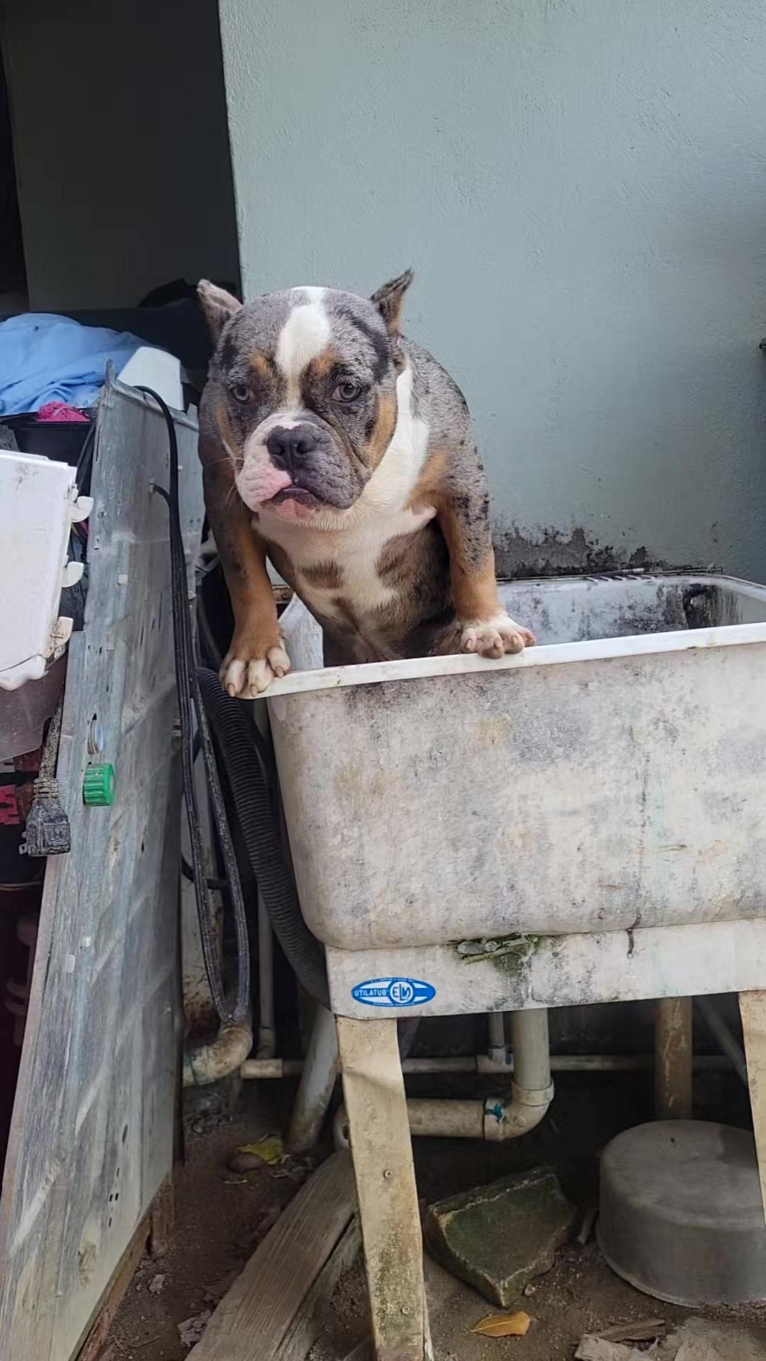 @machinesquad kennel