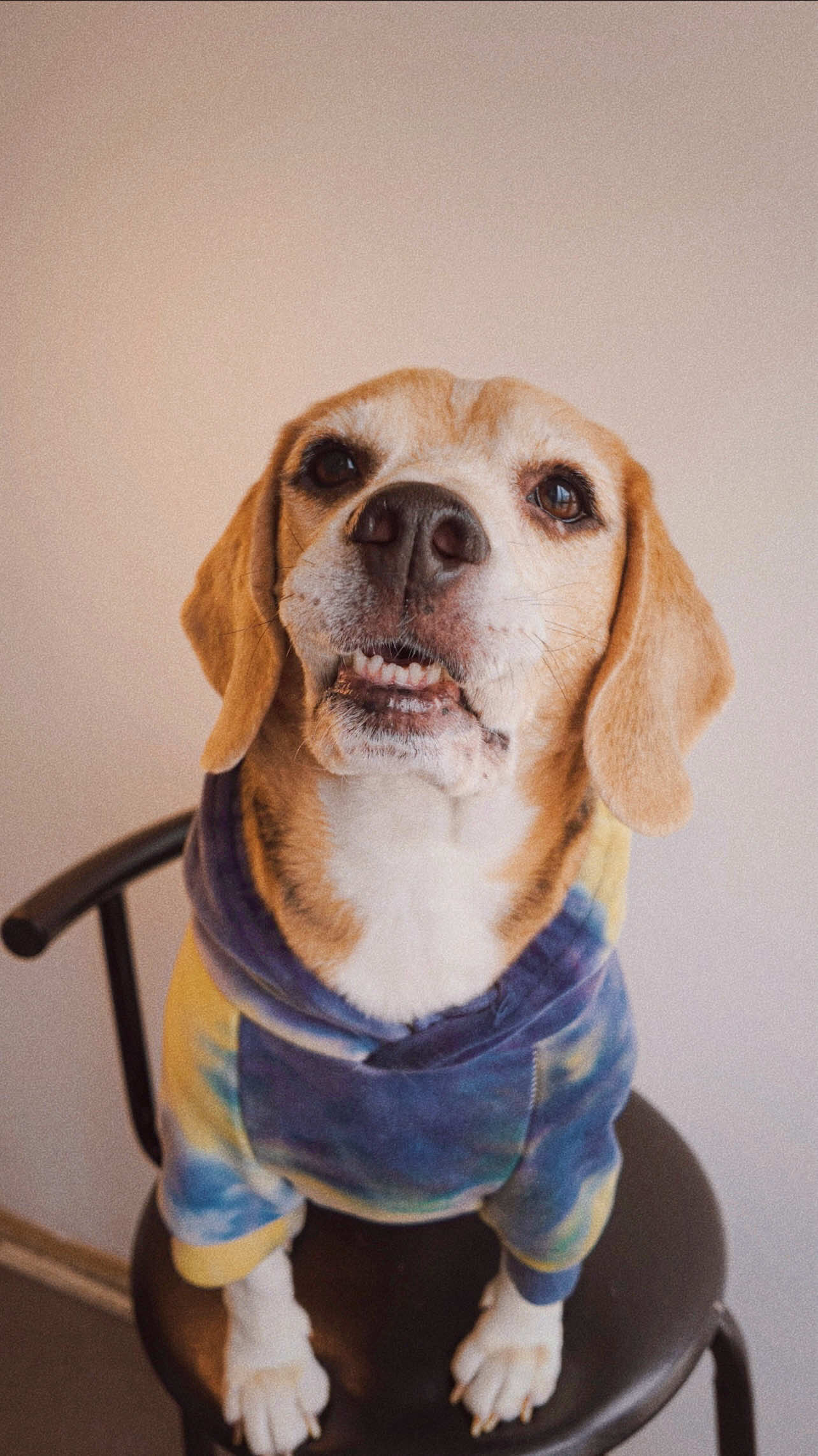 @Jake el perro