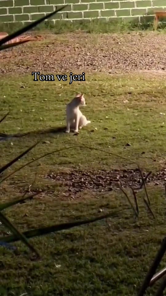 @Mingeçevir Atları