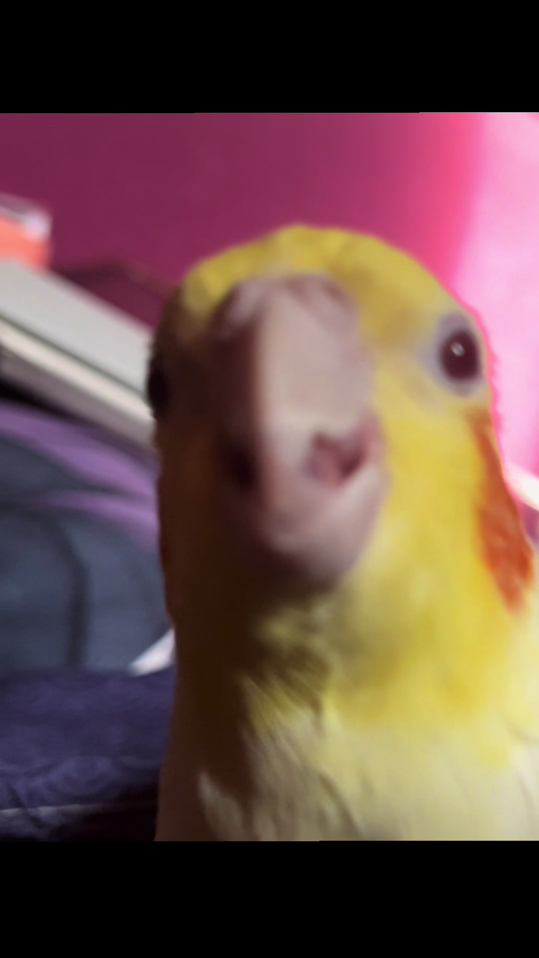 @🦷Обрыган! o(>ω<)o🪱