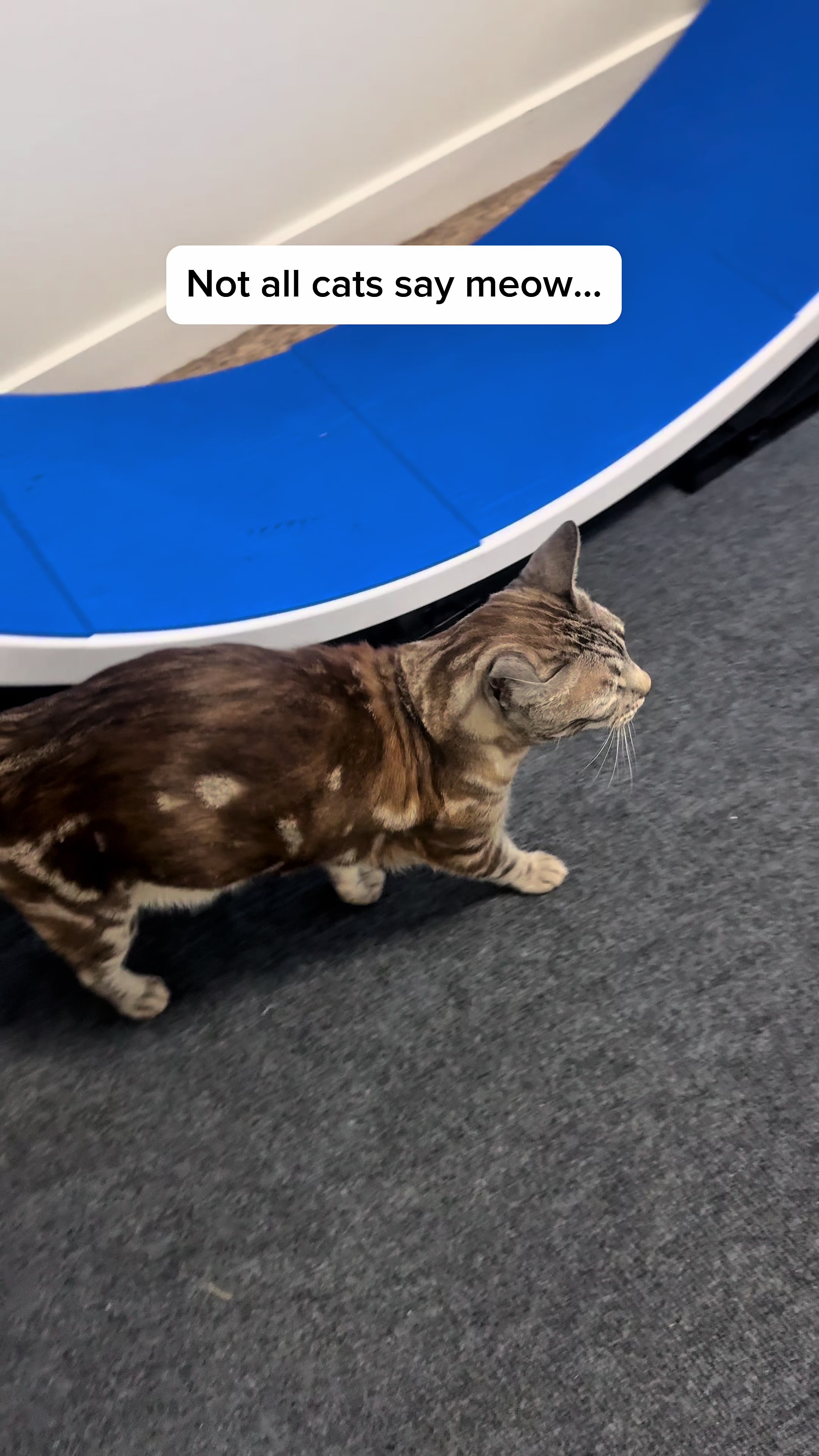 @Three Nawty Cats