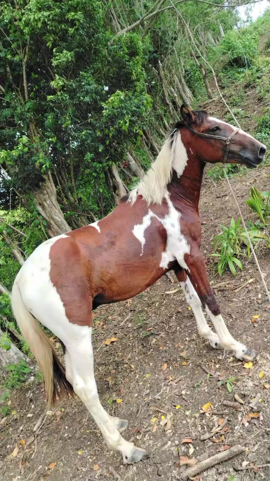 @vaquero 🤠 Lopez