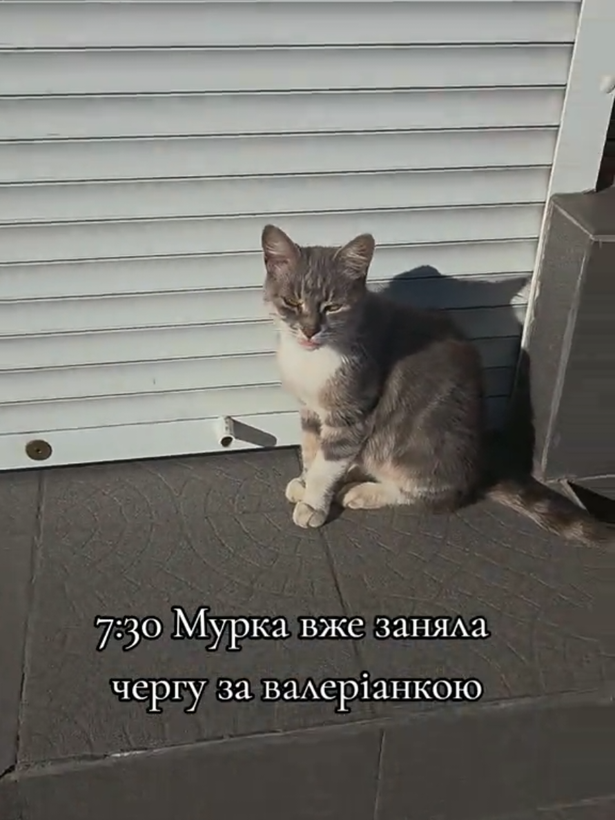 @Юльчик🇺🇦