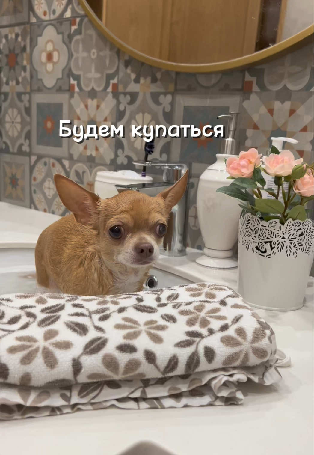 @Оксана & Чихуахуа Бонита