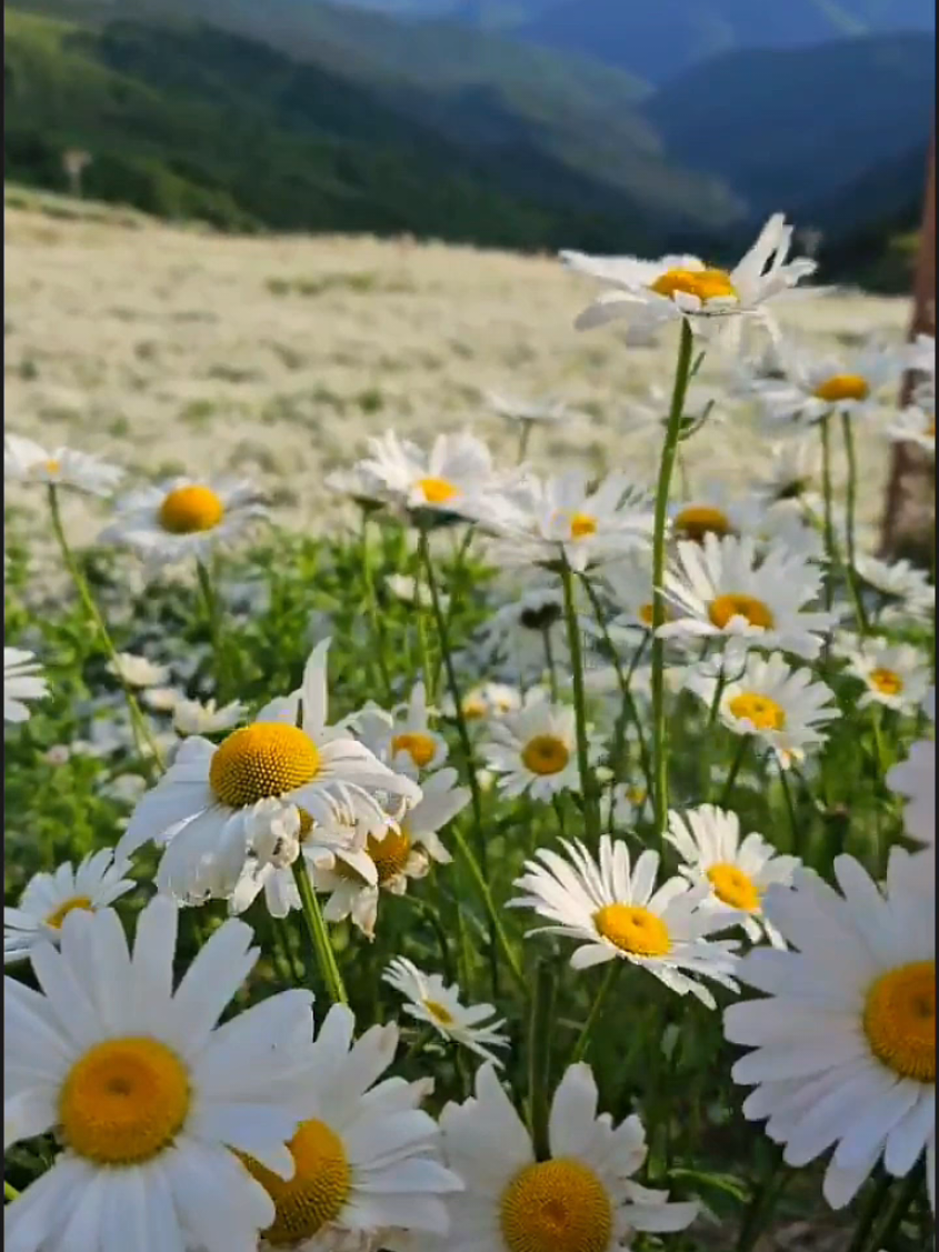@조이슐랭