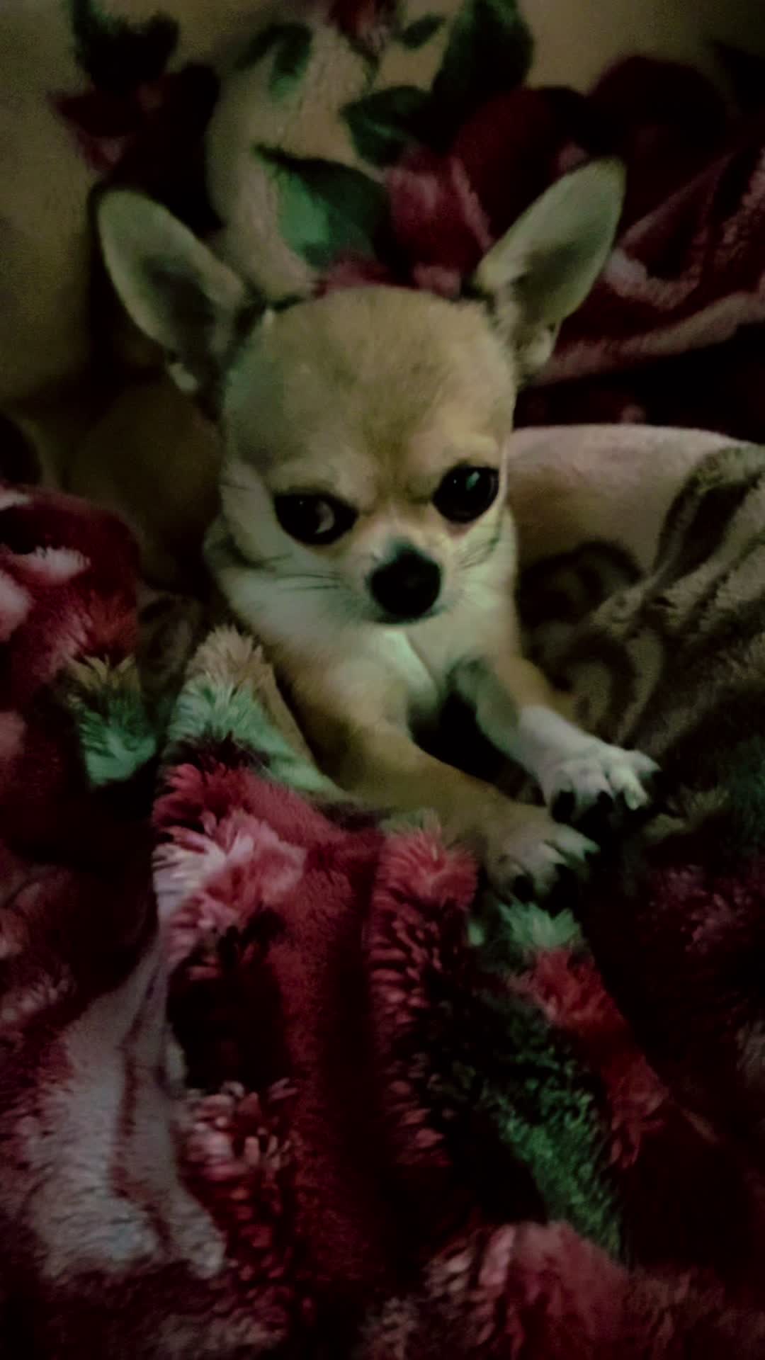 @MimiKyu