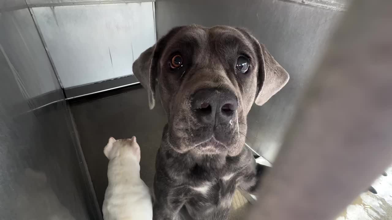 @Cane Corsos