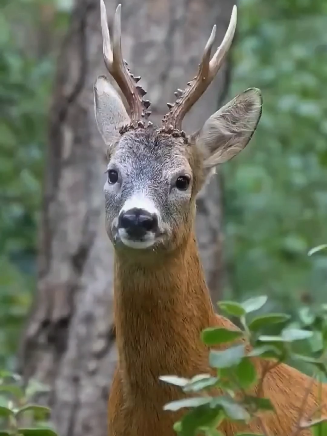 @AnimalAnticsArcade