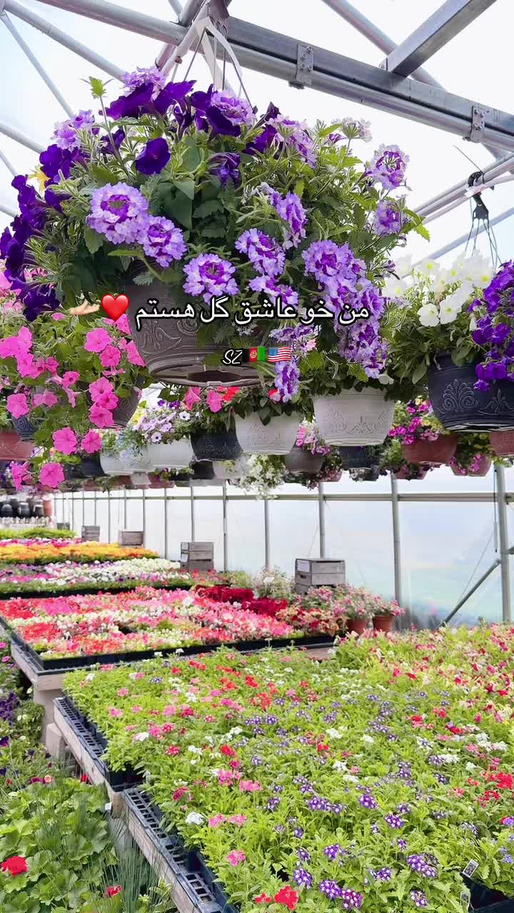 @Shamilazia🇦🇫🇺🇸
