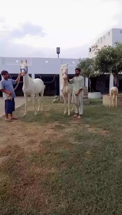 @Farasat Ali Ranjha Awan