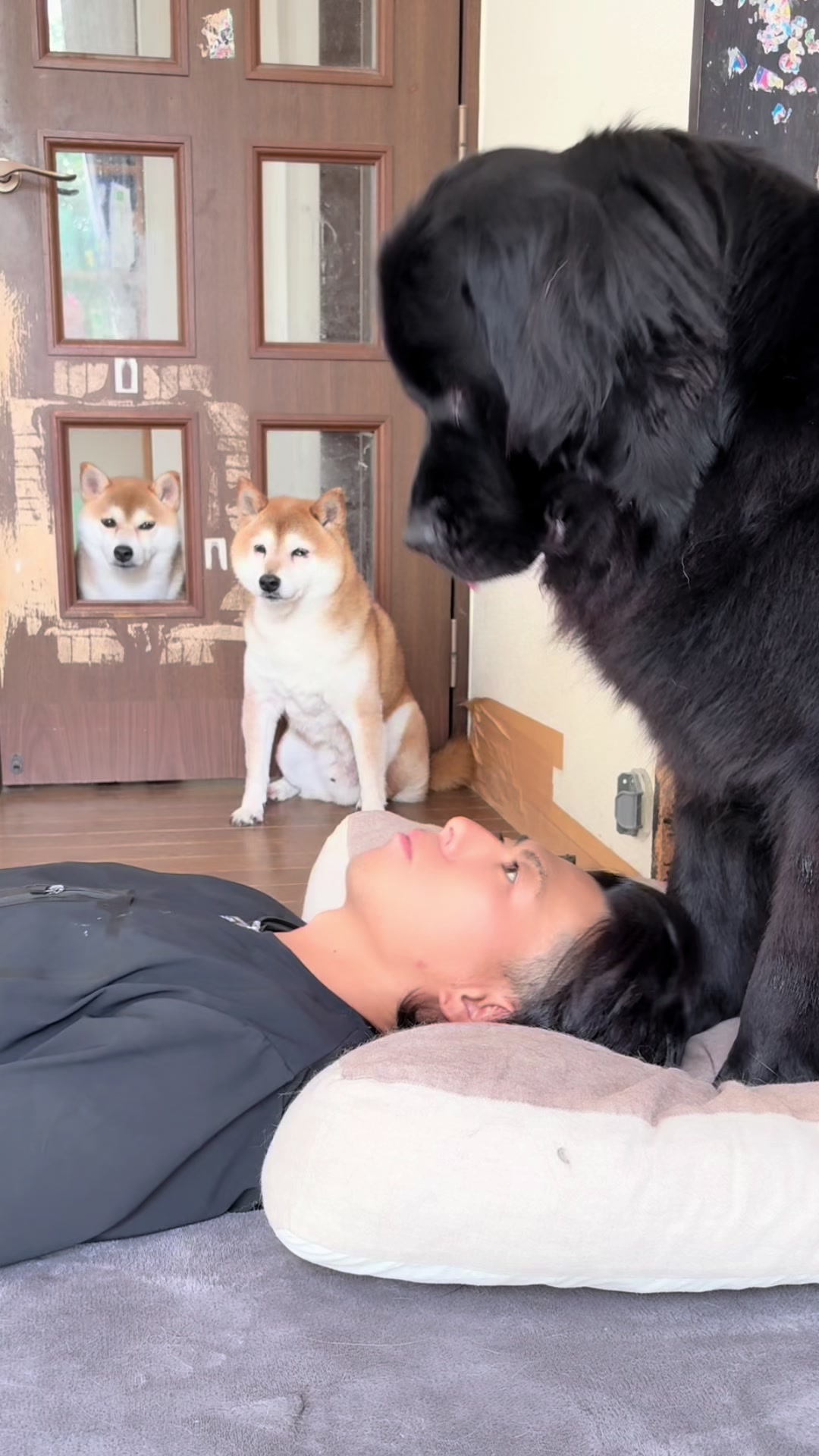 @ムックパパ🔶🐾
