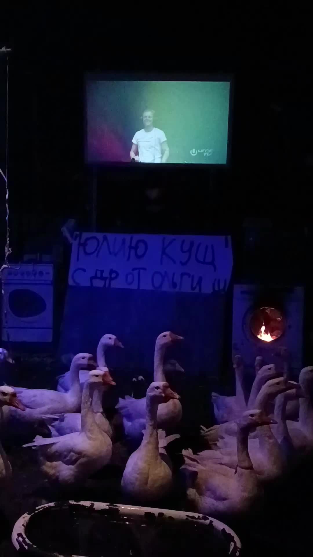 @весёлые поздравления с гусями