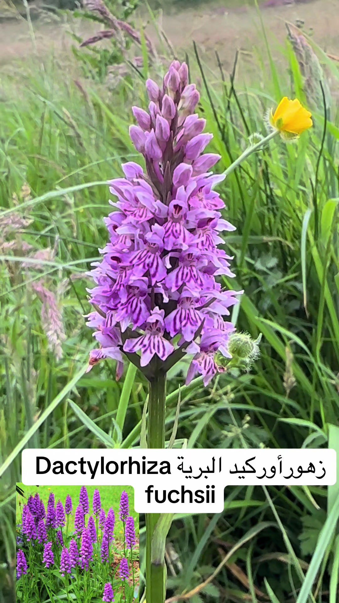 @obidaloni