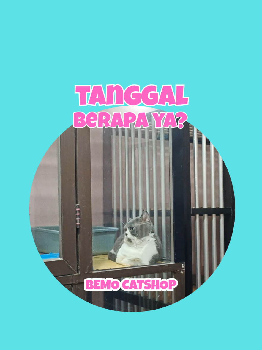 @Bemo Catshop