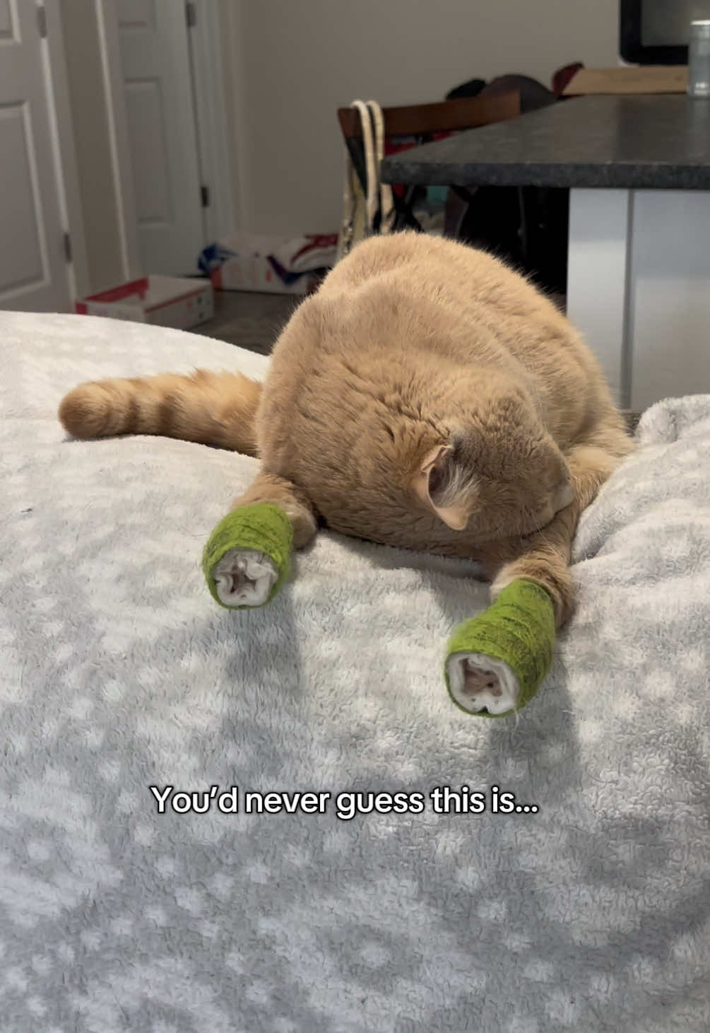 @Low Ryder Kitty