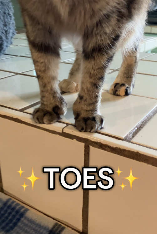 @Adoptacatinc