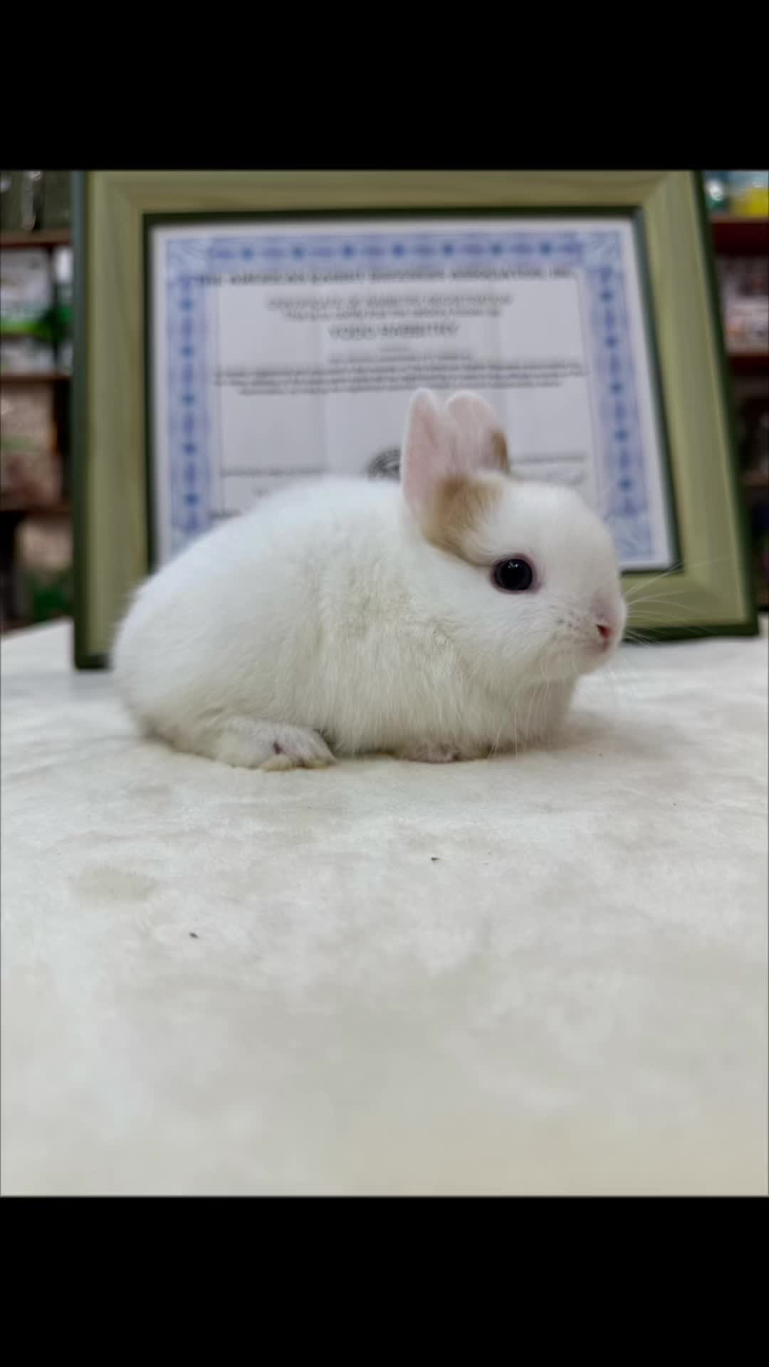 @優荳兔舍-兔子天竺鼠專門店-台灣