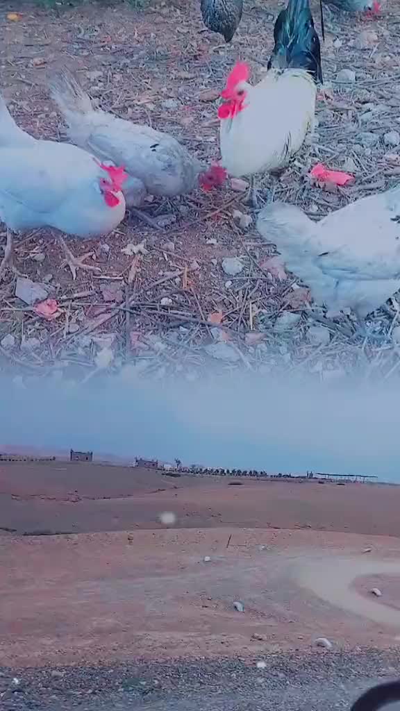 @مول دجيجات