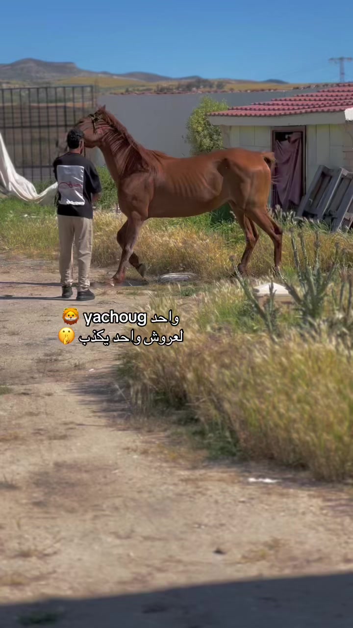 @🦁حمة:خضراوي.🦁