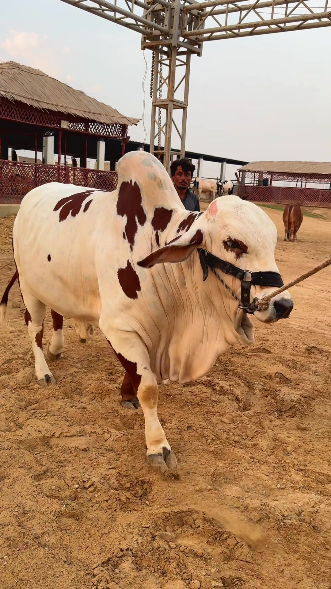@Karachi Bull lovers