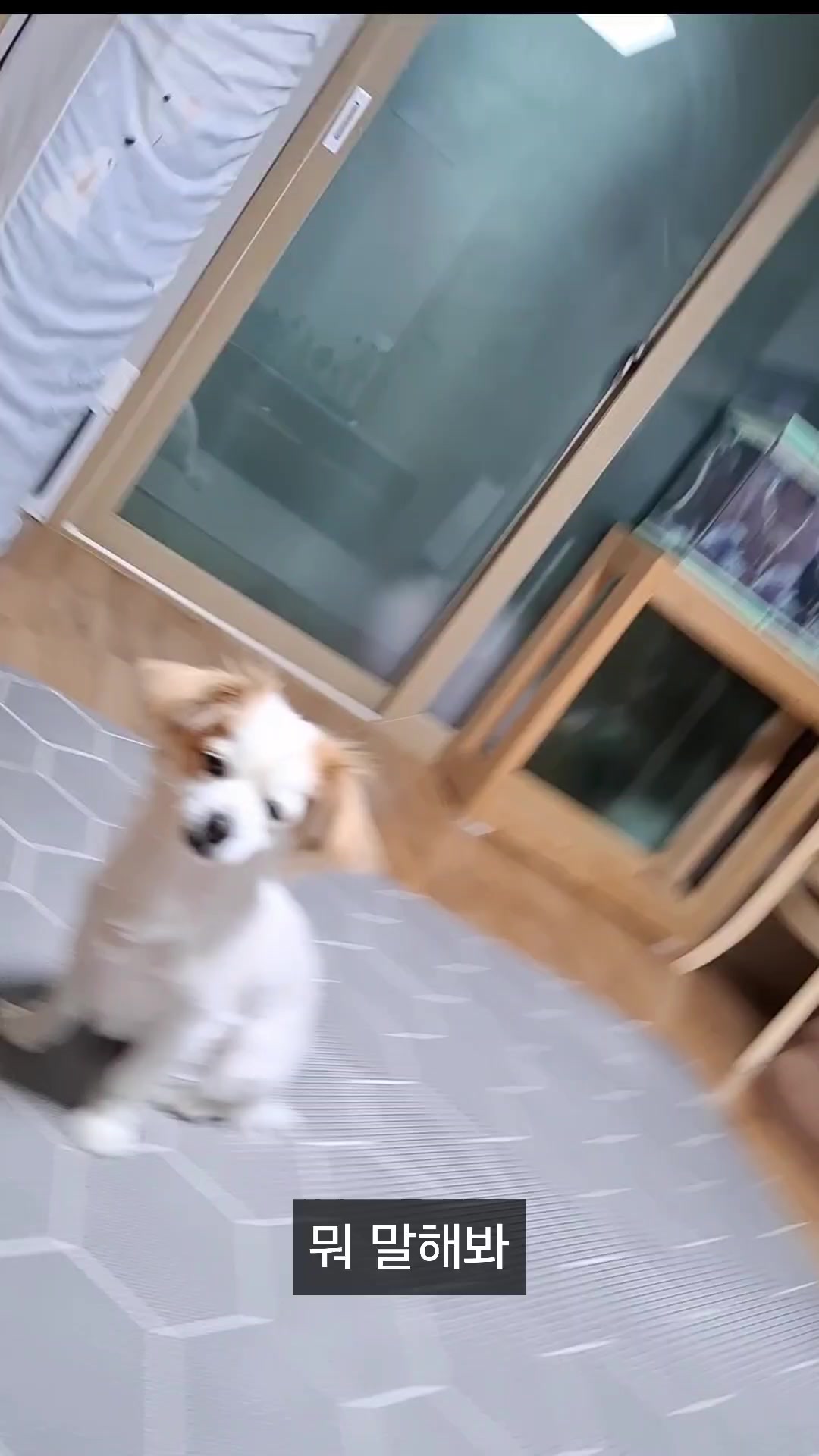 @시골콩콩이
