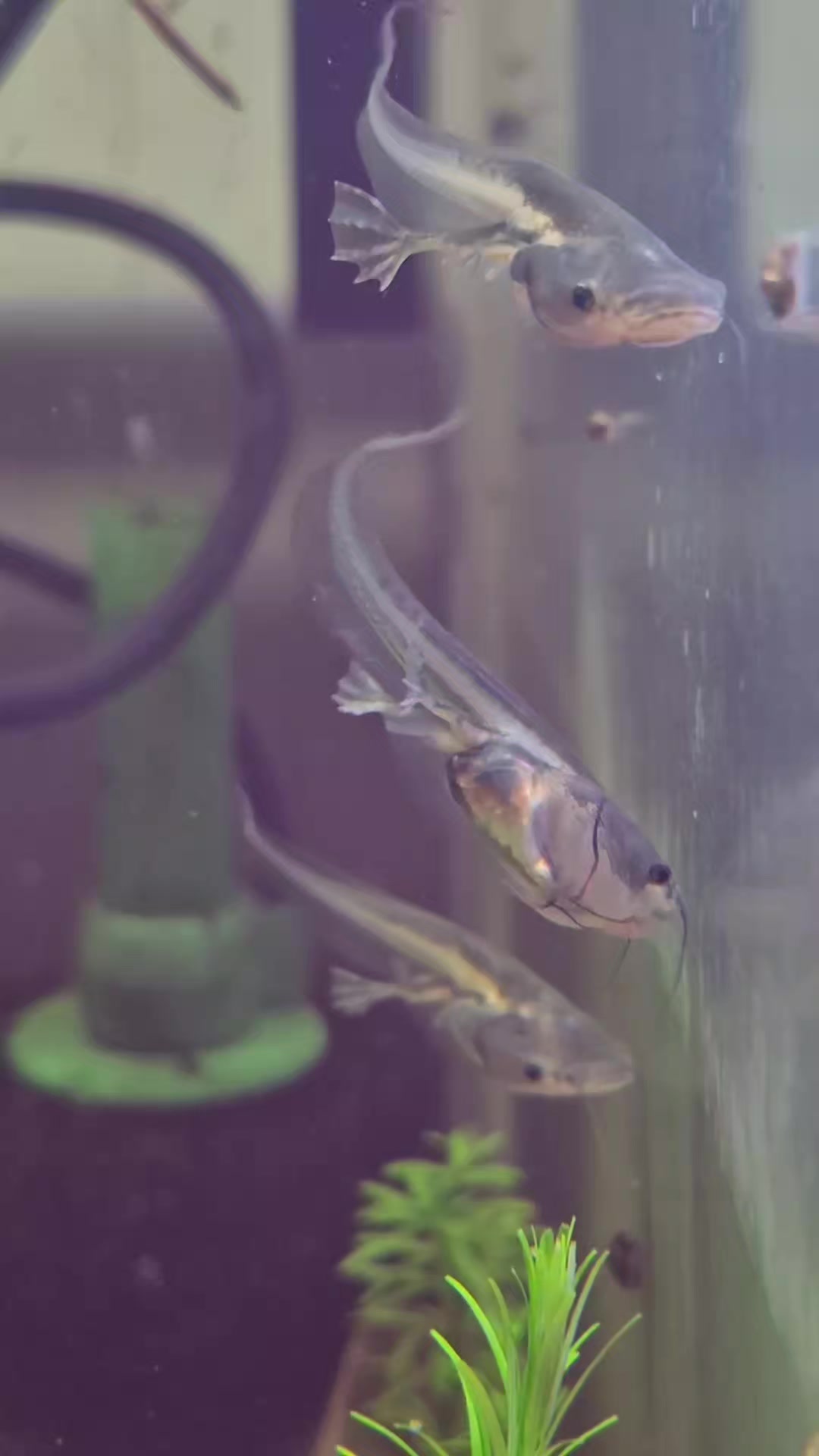 @Schalkx.Aquatics