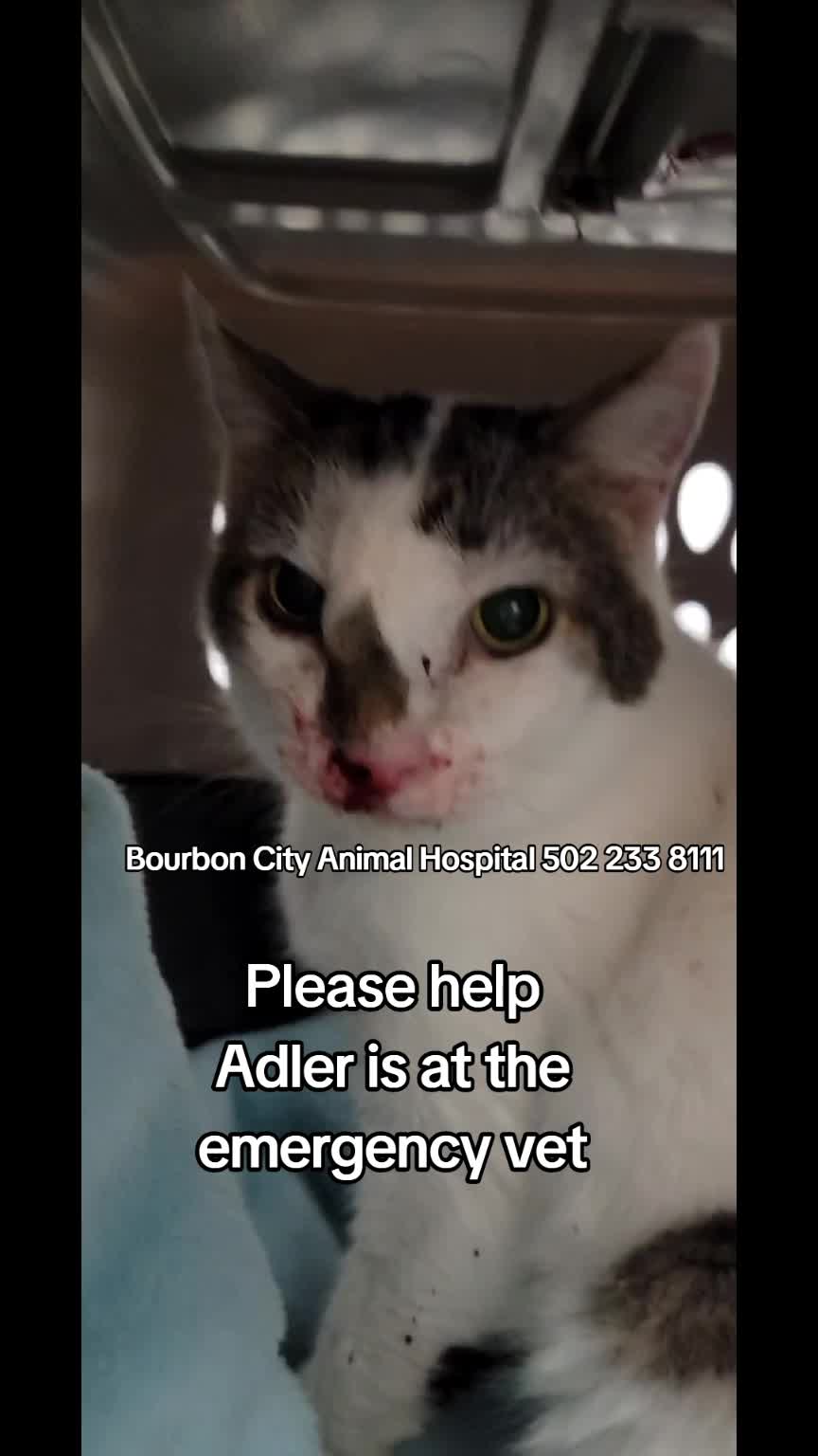 @No More Sad Kitties