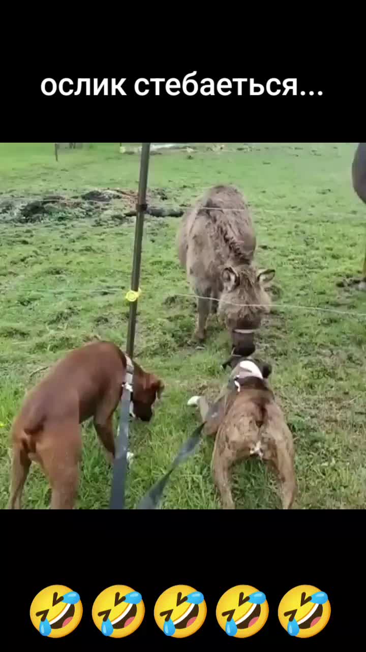 @Дэнчик Кэт