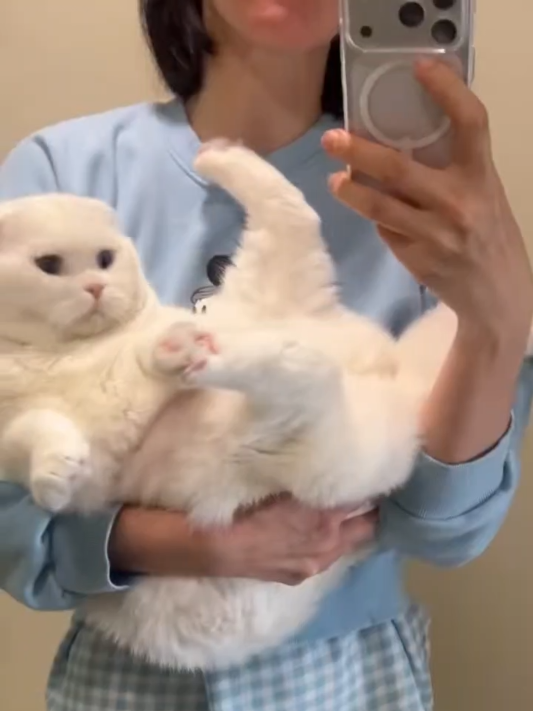 @Chonky World Of Cats