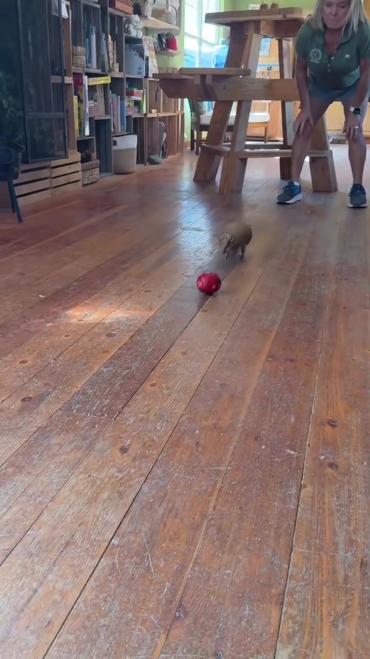 @Random Cat Stuff