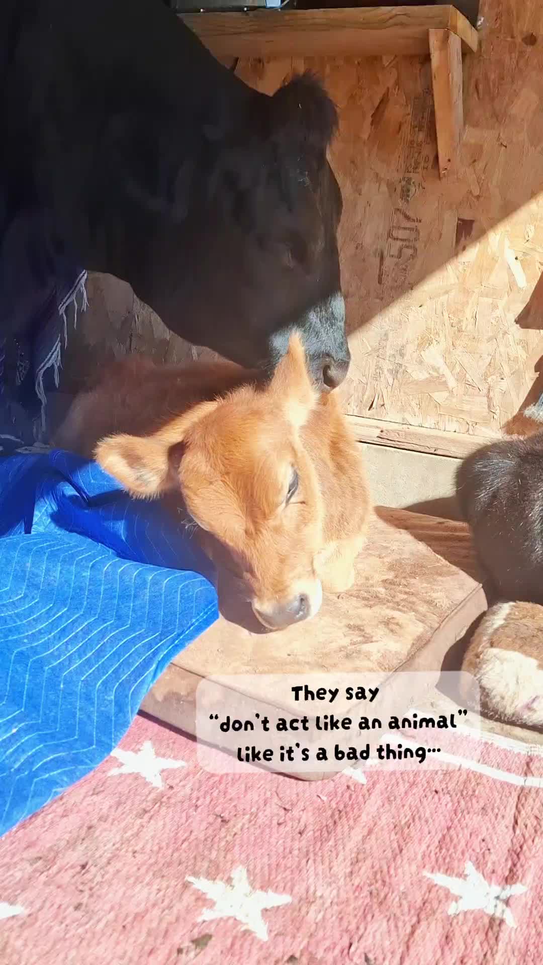 @Dakotafunnyfarm