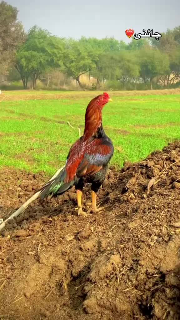 @🐓 ASEEL SHOK 🐓