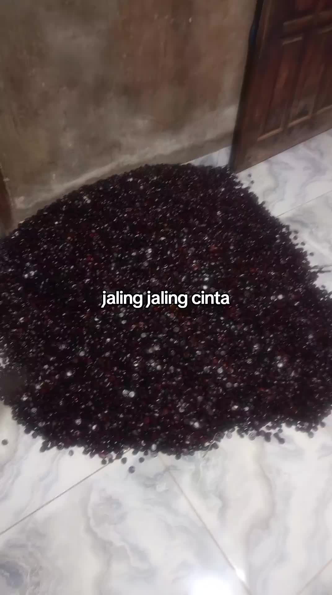 @raja rampai tanggamus