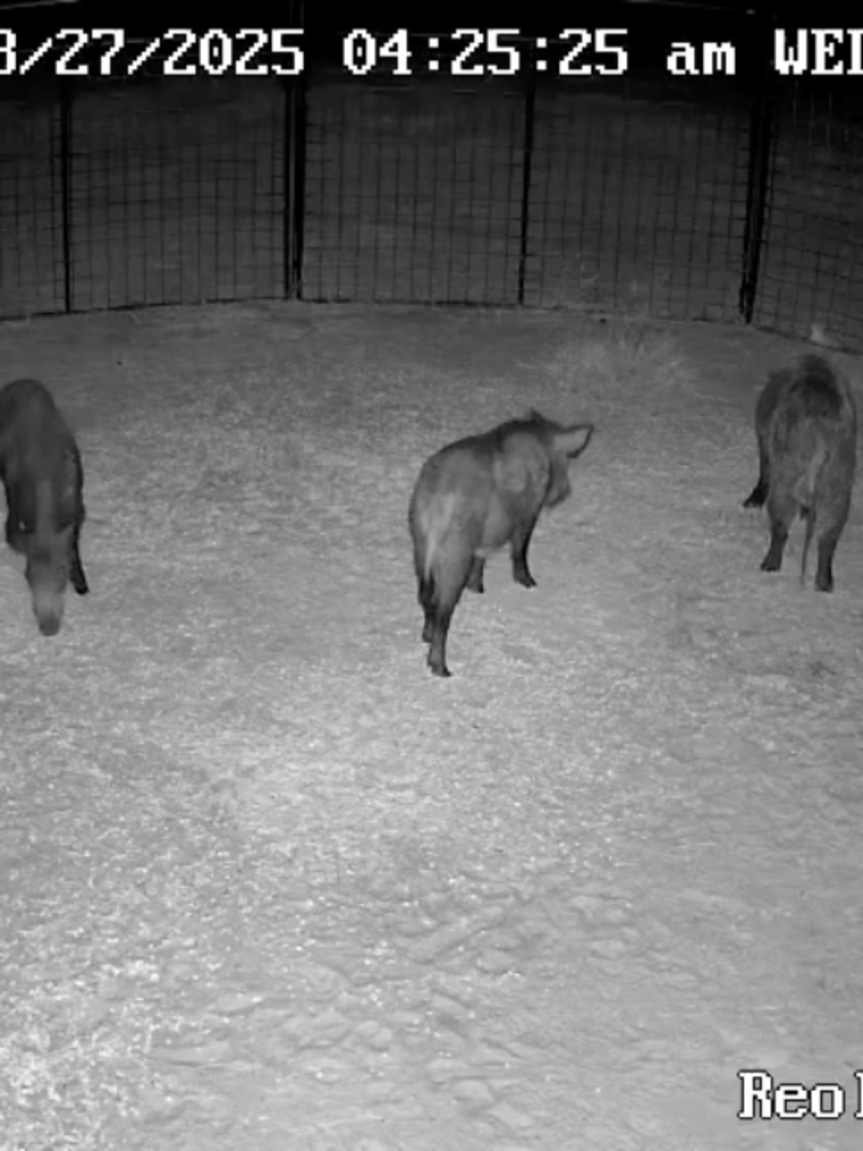 @Hog Brothers Custom Hog Traps