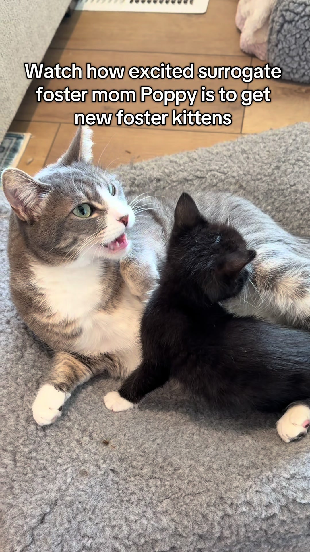 @soccercatmom
