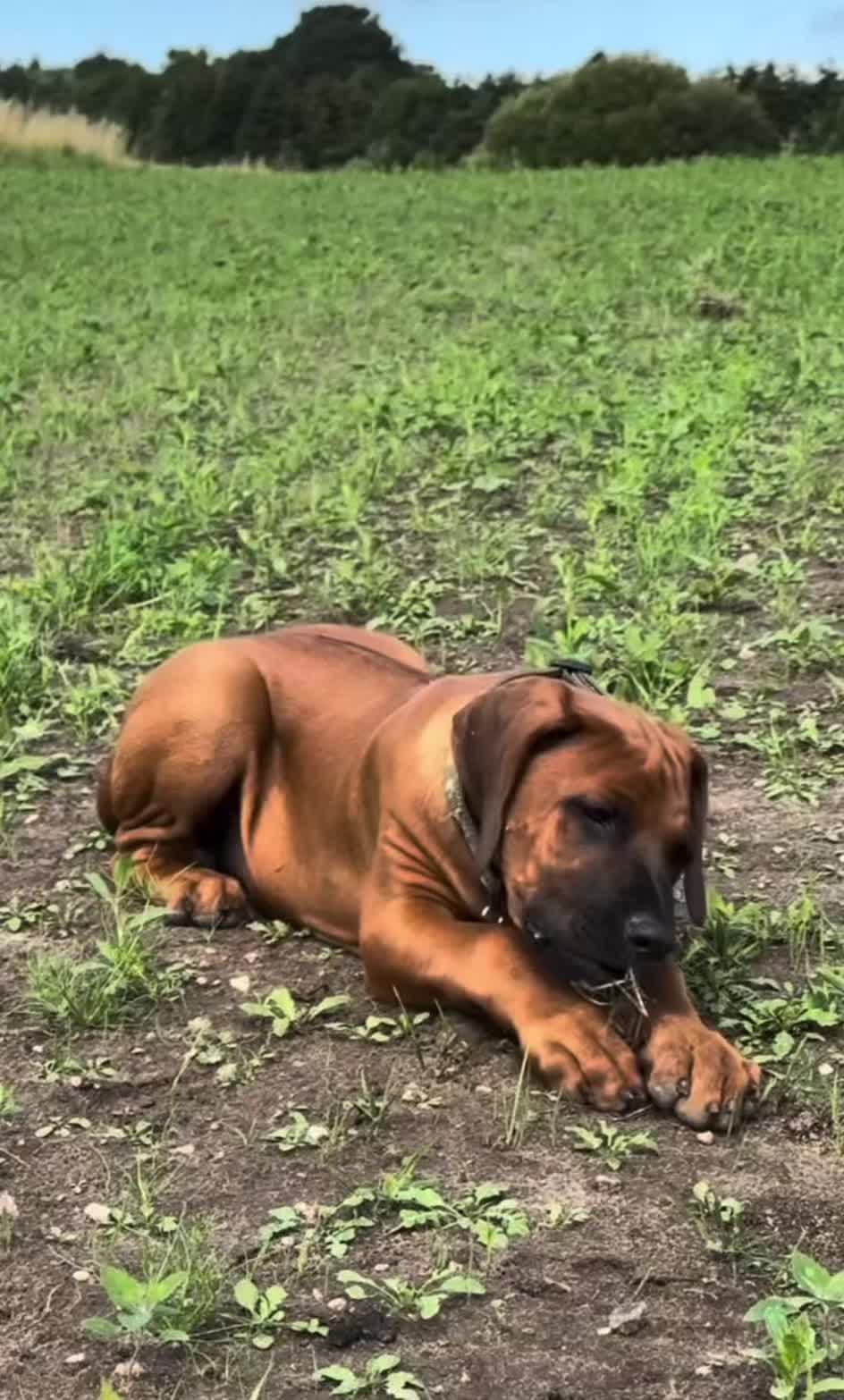 @k9fieldguide