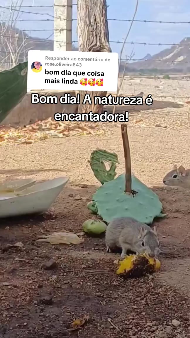 @Amante da natureza