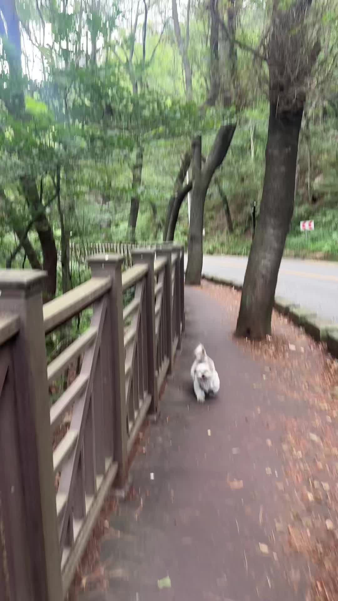 @시츄 포비