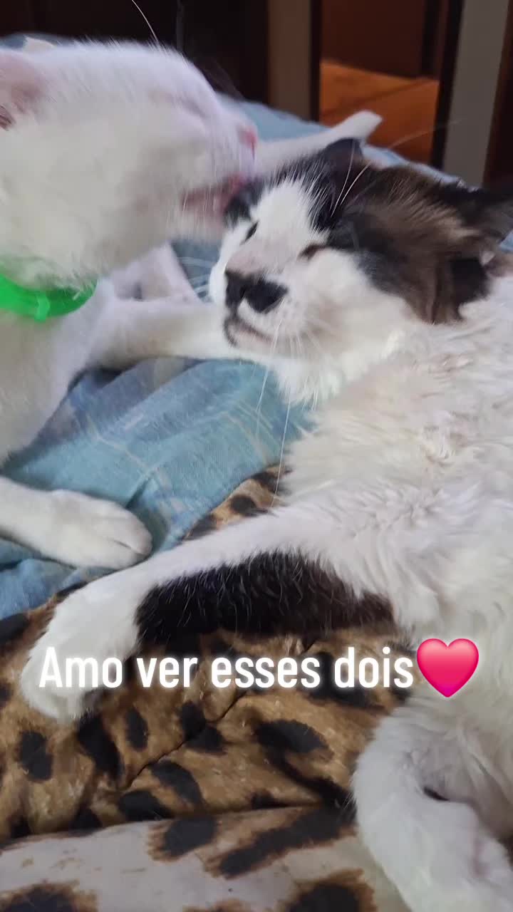 @MagdaAmoAnimais😾🐶🕊🐅🐍🐢🦜