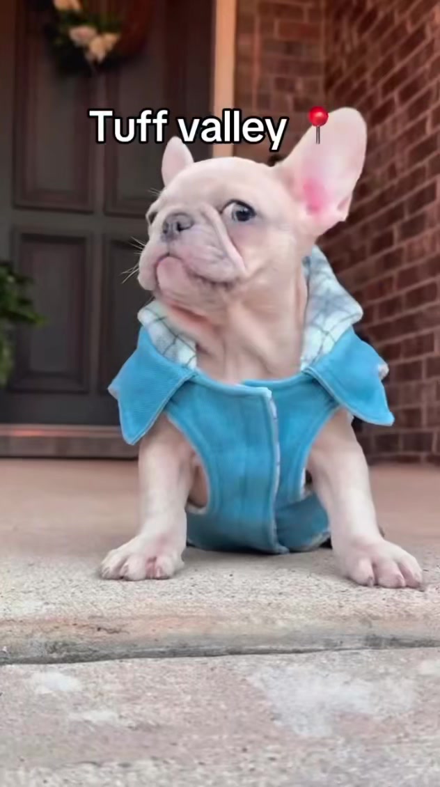 @Pibble Plug